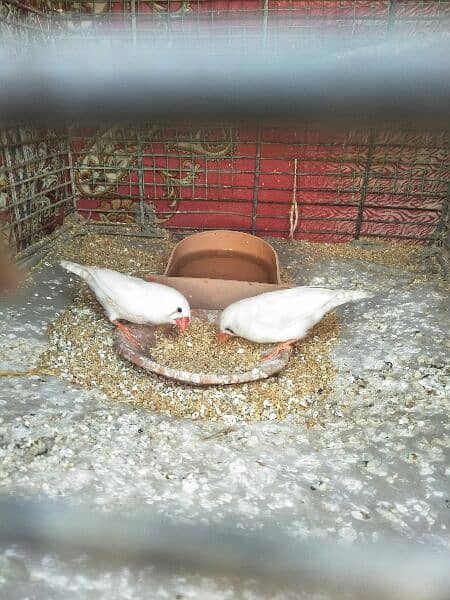 Finches For Sale 1