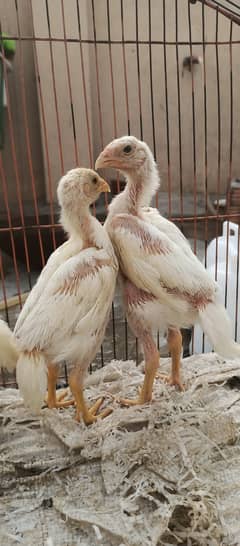 White oh Shamo chicks available /Shamo/chicks/Japanese shamo