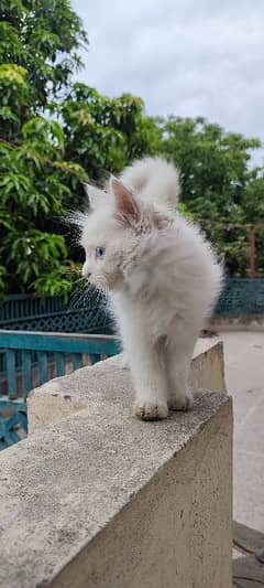 Persian cat with beautiful ocean eyes