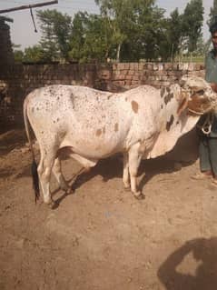 CATTLE FOR Sale
