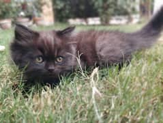 Persian kittens For sale