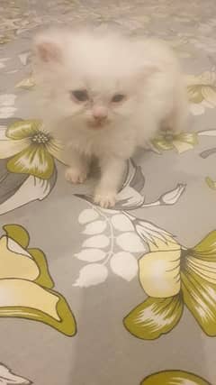 persian male female 40 days age kittens