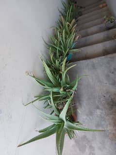 Aloe vera available in all sizes