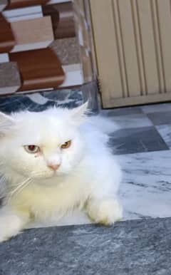 odd eyes Persian male for sale more than double coat