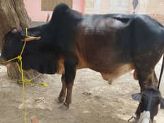 Bull For Qurbani
