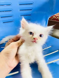 cute cat persian baby