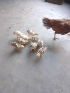 asal aseel chicks