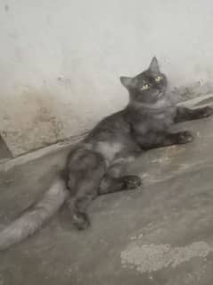 male cat age 1 year jis ny lyna contect kry . . .