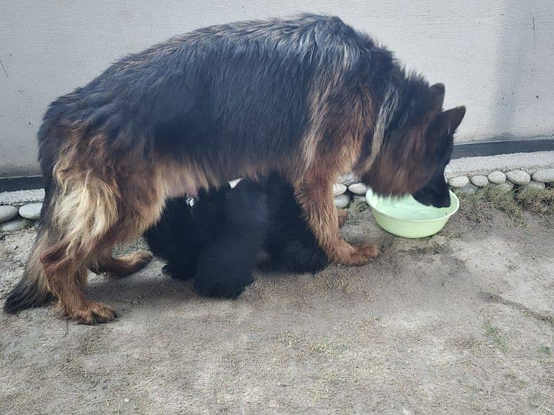 german shepherd puppies available for sale 1