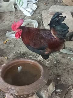 2 roosters (1 rooster is mixed aseel)
9 hens
Healthy and active