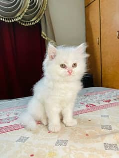 white  female Persian  cat