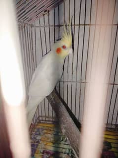 Cocktail Red eyes Breeder Male With Cage