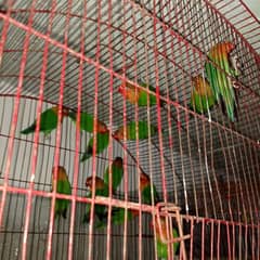 urgent sale love birds feshar breedr pair