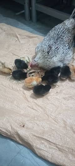 desi hens with 11 chicks