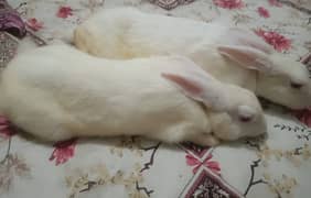 Pair of White Rabbit with red eyes