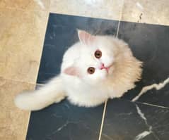 tripple coat persian kitten for sale