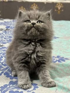 Pure persian healthy kittens punch face gift quality for sale