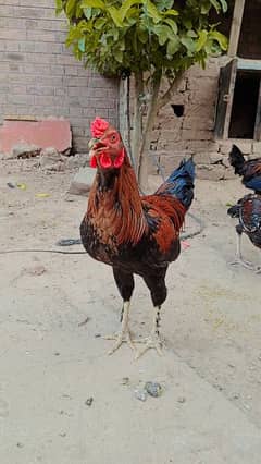 available hen Are pali at home