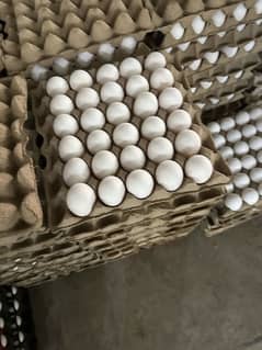 Eggs retail and wholesale per peti