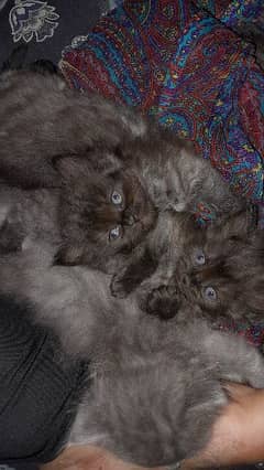 selling a pair of 2 month old kittens