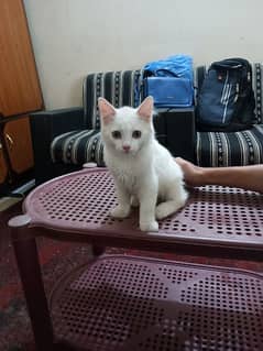 white Persian Female kitten