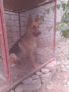 Gsd female one year age for sale or exchange with gsd pupps