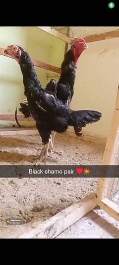 Black King  O shamo Pair