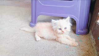 Persian Kittens - Triple Coated - Fawn Odd Eyes