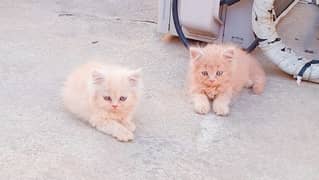 Persian Kittens Fawn Triple Coated