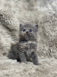 persian kittens healthy  and active