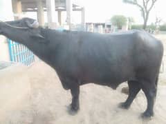 Katta. Male buffalo. 0305.7306810