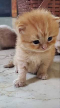 1 month kitten