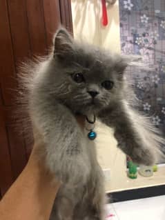persian kitten with all accessories