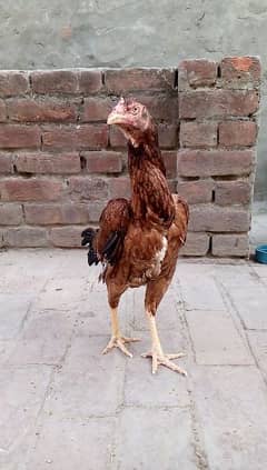 Pakistani mianwali or kmalia cross ha  height quality bird