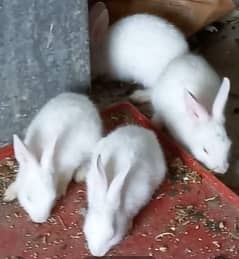white rabbits for SALE