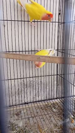 2pair cocktail and 1pcs love bird common littno and with cage