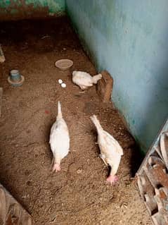 3 Egg laying hen Layer