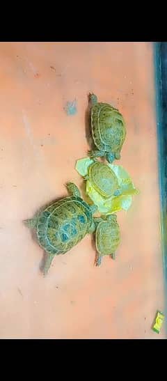 Kachwa Tortoise