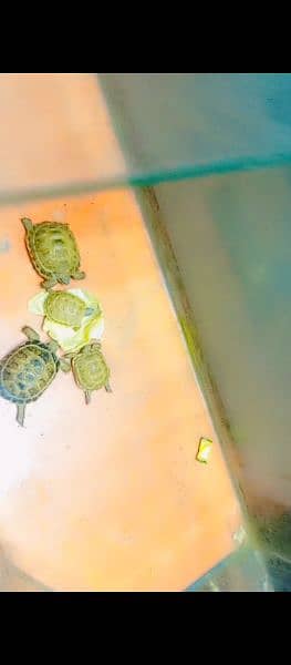 Kachwa Tortoise 3