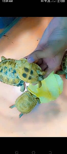 Kachwa Tortoise 6