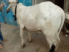 Bachra (cow)