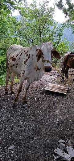 A beautiful cow for qurbani