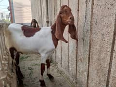 Qurbani k Bakray for Sell - 2 Ki Jori  - Goats for Sell in pair