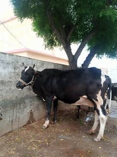 Cow sale for Qurbani