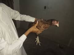 pure Aseel hen for sale in Faisalabad