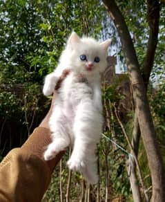 Blue eyes female kitten