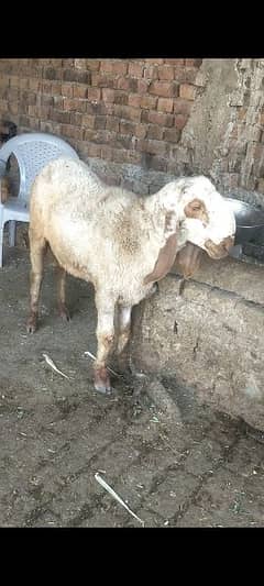 chatra for Qurbani weight 70 kg