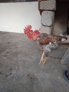 golden misri rooster male for sale