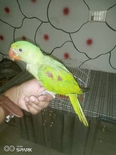 Raw Parrot Handfeed Chick