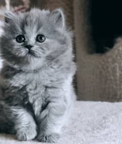 pure Persian kitten